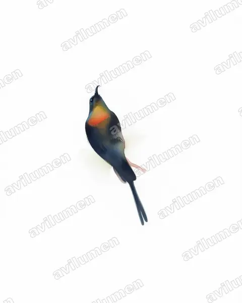 Illustration im Stil Aquarell: Purple-breasted Sunbird (Nectarinia purpureiventris)