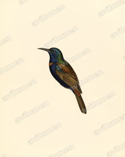 Illustration im Stil Historische Tafel: Purple-breasted Sunbird (Nectarinia purpureiventris)