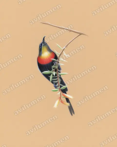 Illustration im Stil Buntstift: Purple-breasted Sunbird (Nectarinia purpureiventris)