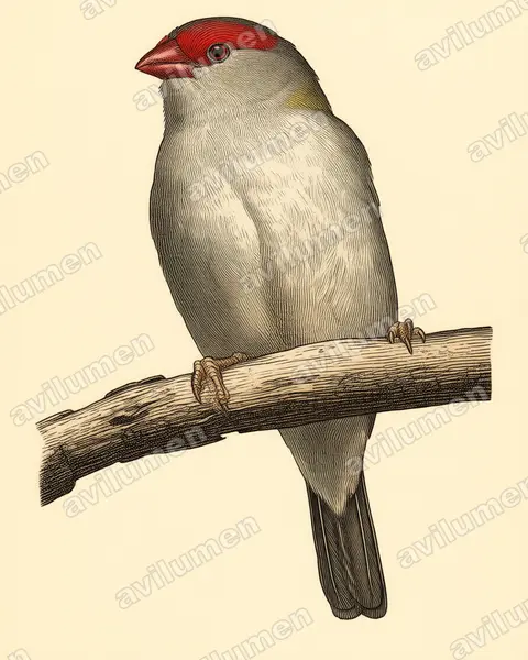 Ilustración en Lámina antigua: Neochmia temporalis (Diamante cejirrojo)