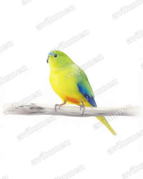Ilustración en Acuarela: Neophema chrysogaster (Periquito ventrinaranja)