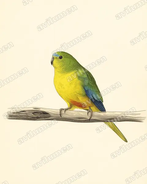 Ilustración en Lámina antigua: Neophema chrysogaster (Periquito ventrinaranja)