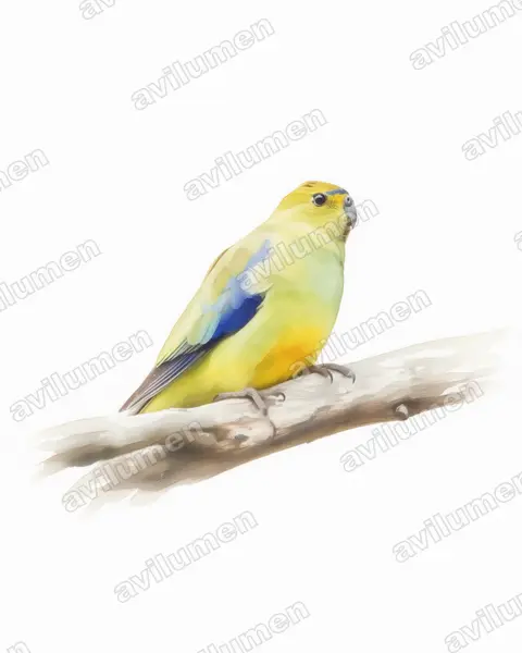 Illustration im Stil Aquarell: Feinsittich (Neophema chrysostoma)