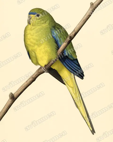 Ilustración en Lámina antigua: Neophema elegans (Periquito elegante)