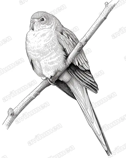 Ilustración en Tinta: Neophema elegans (Periquito elegante)