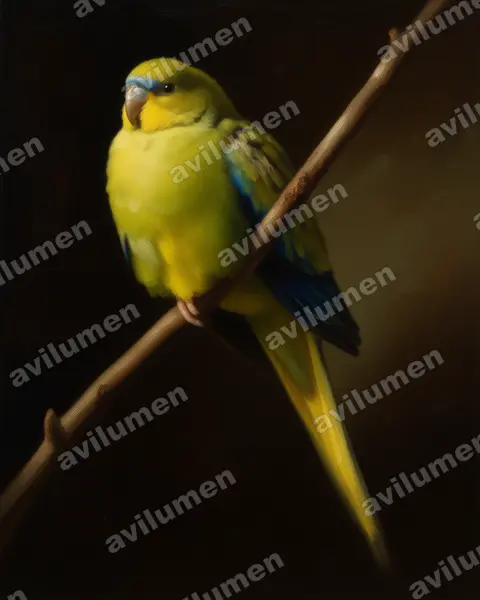 Ilustración en Óleo: Neophema elegans (Periquito elegante)