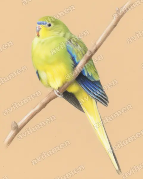 Ilustración en Lápiz de color: Neophema elegans (Periquito elegante)