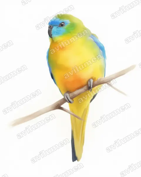 Ilustración en Acuarela: Neophema pulchella (Periquito turquesa)