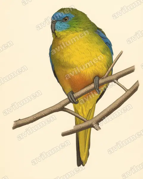 Ilustración en Lámina antigua: Neophema pulchella (Periquito turquesa)