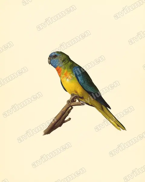 红胁鹦鹉（Neophema splendida）的古典图版插画
