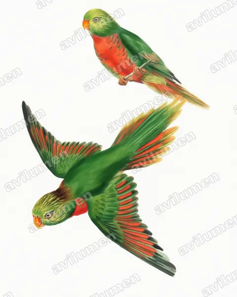 Illustration im Stil Aquarell: Orange-billed Lorikeet (Neopsittacus pullicauda)