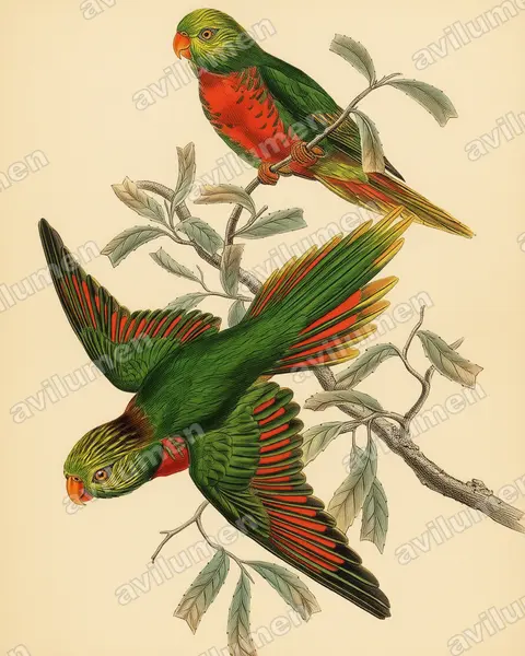 Illustration im Stil Historische Tafel: Orange-billed Lorikeet (Neopsittacus pullicauda)