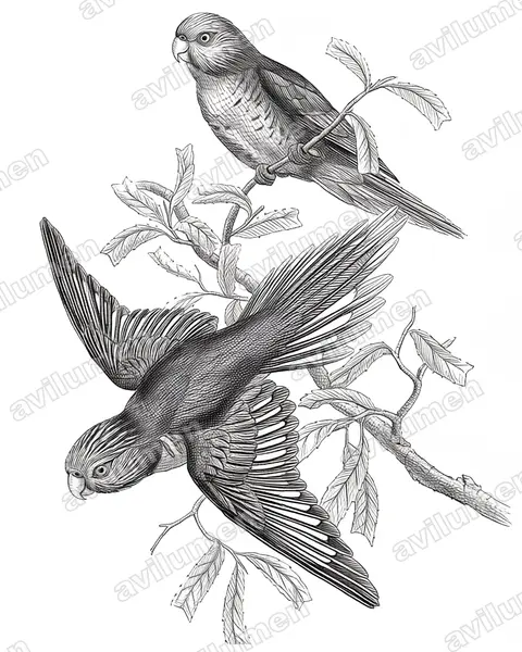 Illustration im Stil Tusche: Orange-billed Lorikeet (Neopsittacus pullicauda)