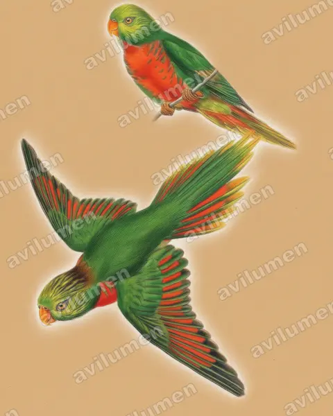 Illustration im Stil Buntstift: Orange-billed Lorikeet (Neopsittacus pullicauda)