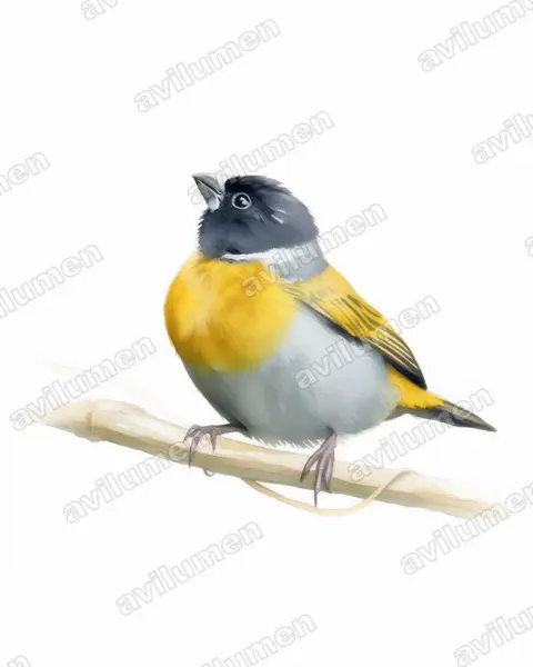 Illustration im Stil Aquarell: Halsbandastrild (Nesocharis ansorgei)
