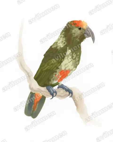 Illustration im Stil Aquarell: Chatham-Kaka (Nestor chathamensis)