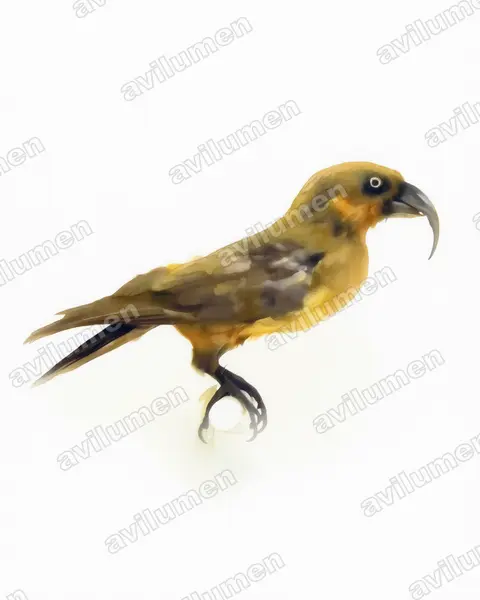 Illustration Aquarelle : Nestor productus (Nestor de Norfolk)