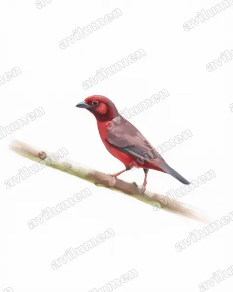 Illustration Aquarelle : Nigrita bicolor (Nigrette à ventre roux)