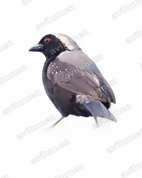 Ilustración en Acuarela: Nigrita canicapillus (Nigrita canicapilla)
