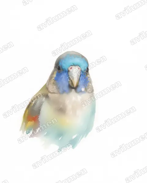 Naretha bluebonnet（Northiella narethae）的水彩插画