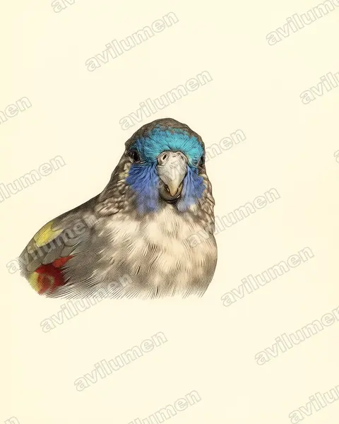 Naretha bluebonnet（Northiella narethae）的古典图版插画