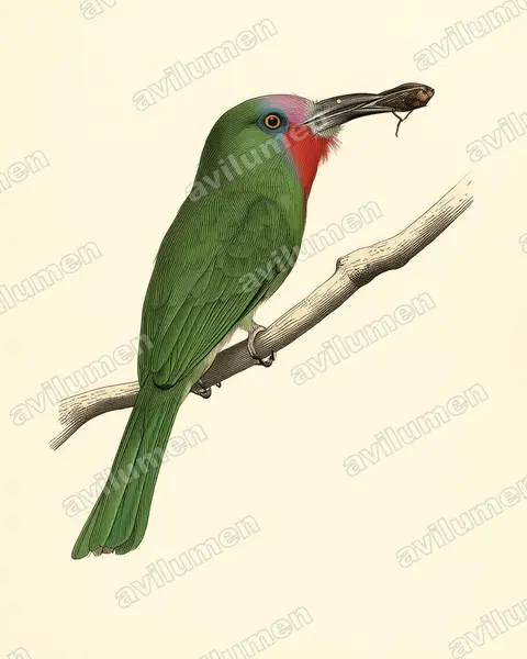 Illustration Planche ancienne : Nyctyornis amictus (Guêpier à fraise)