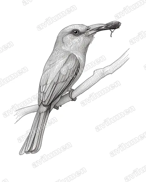 Illustration Encre : Nyctyornis amictus (Guêpier à fraise)