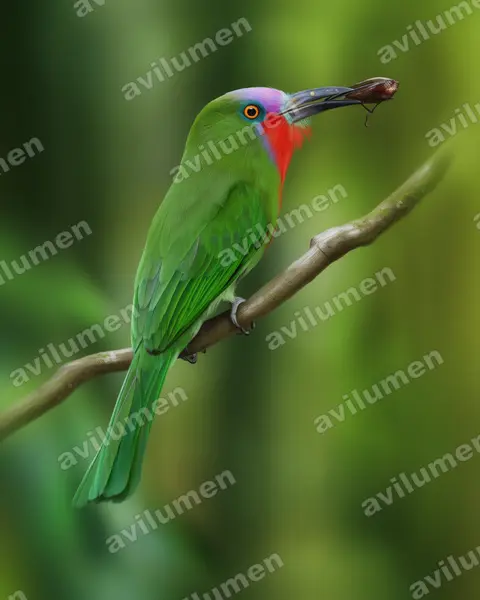 Illustration Réaliste : Nyctyornis amictus (Guêpier à fraise)