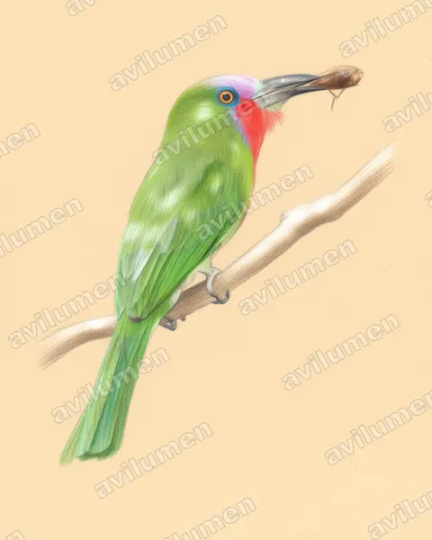 Illustration Crayon de couleur : Nyctyornis amictus (Guêpier à fraise)