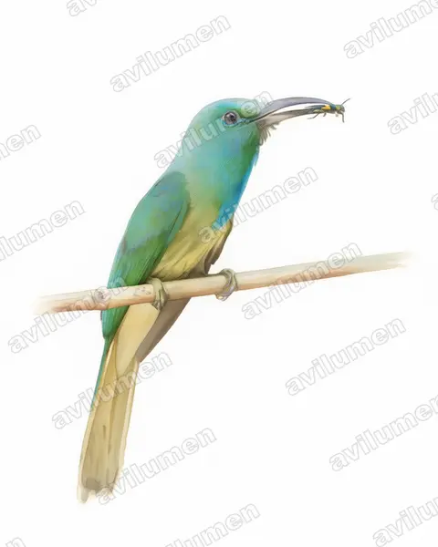 Ilustración en Acuarela: Nyctyornis athertoni (Abejaruco barbiazul)