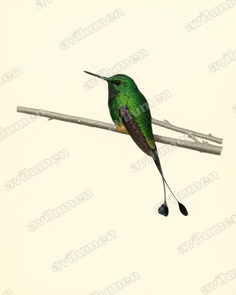 Vintage plate illustration: Ocreatus addae (Rufous-booted Racket-tail)