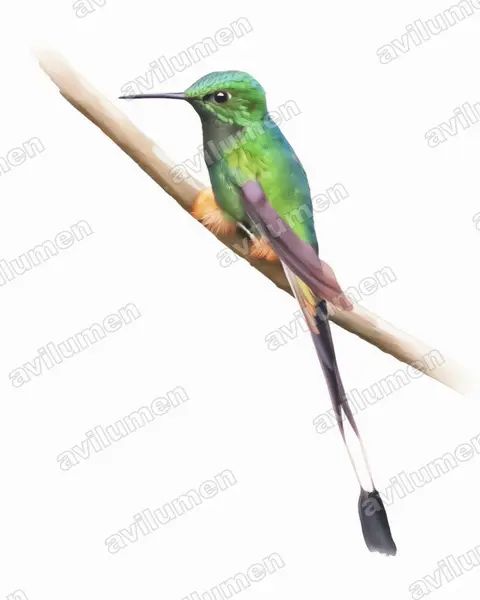 Watercolor illustration: Ocreatus peruanus (Peruvian racket-tail)