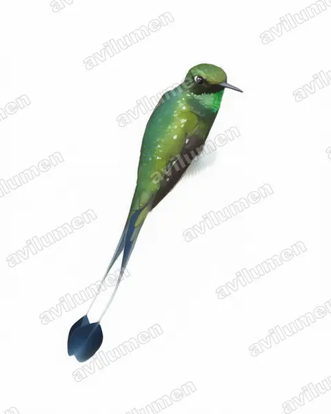 盘尾蜂鸟（Ocreatus underwoodii）的水彩插画