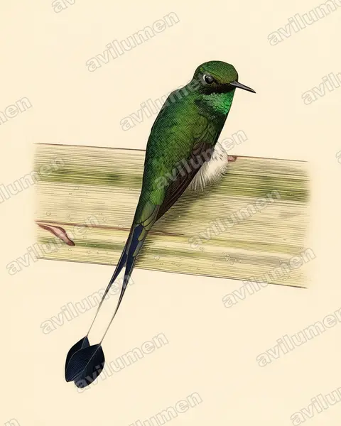 盘尾蜂鸟（Ocreatus underwoodii）的古典图版插画