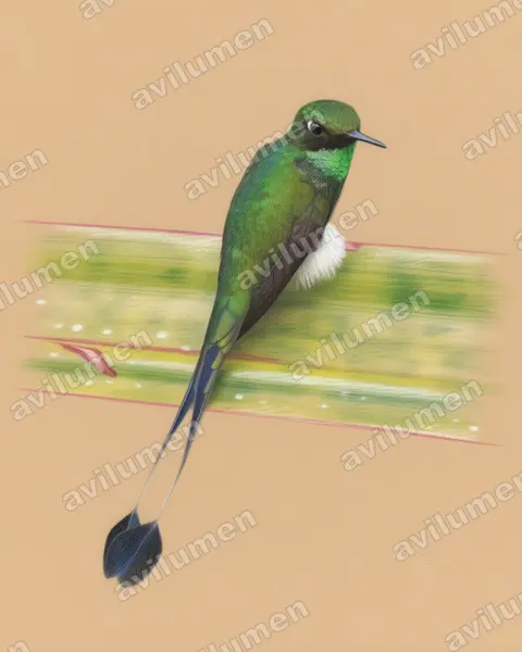 盘尾蜂鸟（Ocreatus underwoodii）的彩色铅笔插画