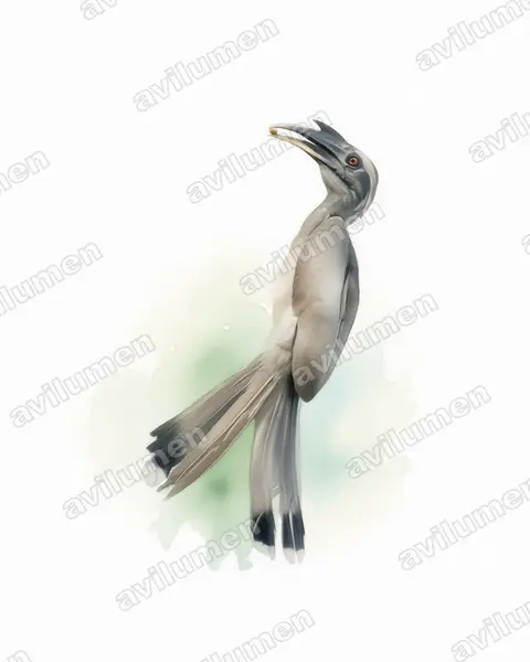 Illustration im Stil Aquarell: Indienhornvogel (Ocyceros birostris)