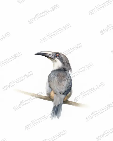Watercolor illustration: Ocyceros gingalensis (Sri Lanka Grey Hornbill)
