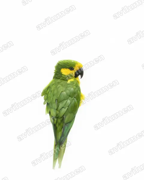 Illustration Aquarelle : Ognorhynchus icterotis (Conure à joues d'or)