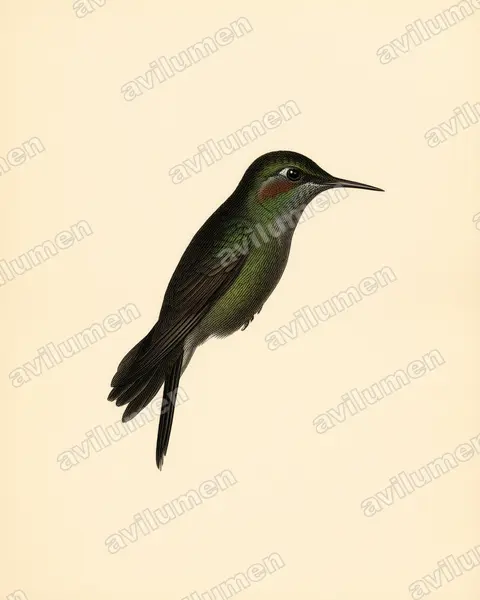 Vintage plate illustration: Opisthoprora euryptera (Mountain avocetbill)