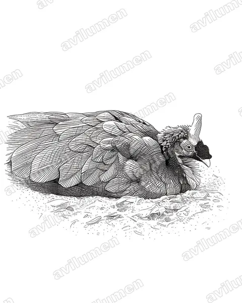 角冠雉（Oreophasis derbianus）的钢笔墨线插画