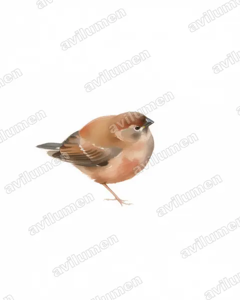 Ilustración en Acuarela: Oreostruthus fuliginosus (Diamante montano)