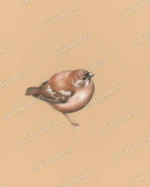 Ilustración en Lápiz de color: Oreostruthus fuliginosus (Diamante montano)