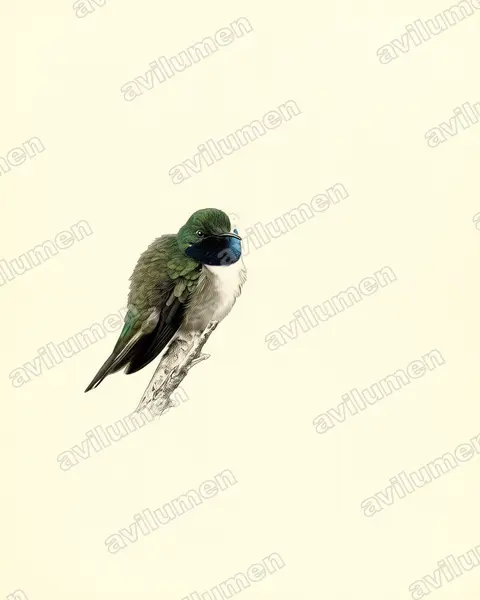 Ilustración en Lámina antigua: Oreotrochilus cyanolaemus (Estrella de garganta azul)