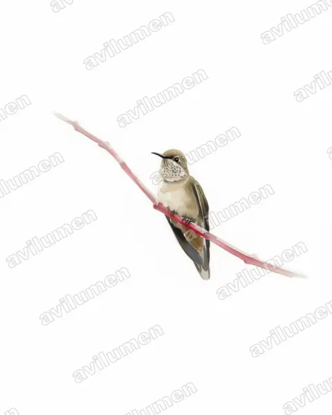 Illustration Aquarelle : Oreotrochilus estella (Colibri estelle)