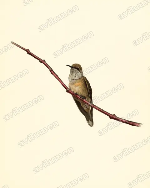 Illustration Planche ancienne : Oreotrochilus estella (Colibri estelle)