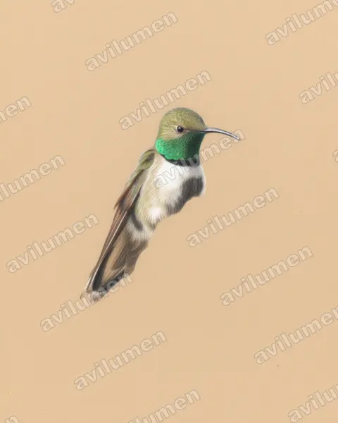 Ilustración en Lápiz de color: Oreotrochilus leucopleurus (Colibrí cordillerano)