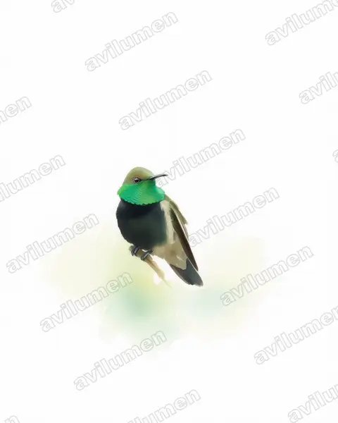 Illustration im Stil Aquarell: Schwarzbrustkolibri (Oreotrochilus melanogaster)