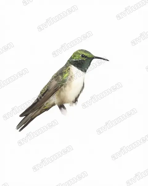 Watercolor illustration: Oreotrochilus stolzmanni (Green-headed Hillstar)