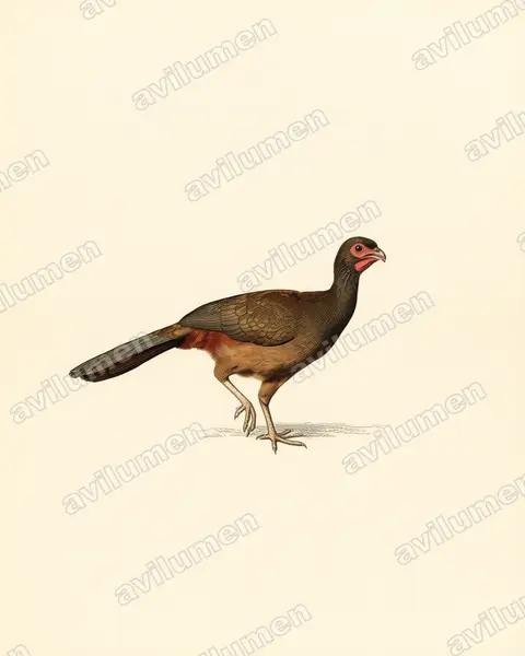 Vintage plate illustration: Ortalis canicollis (Chaco Chachalaca)