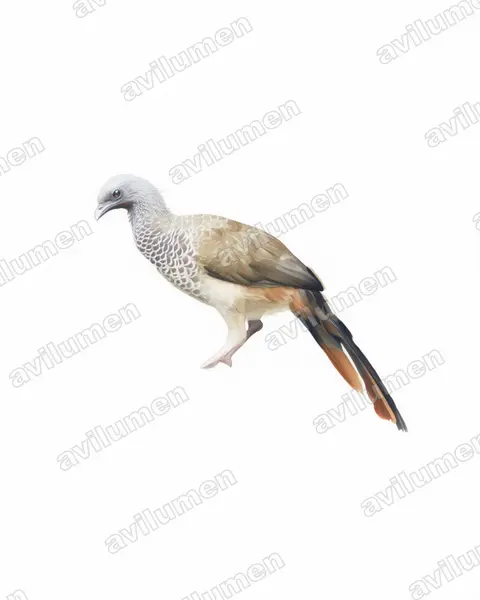 Watercolor illustration: Ortalis columbiana (Colombian Chachalaca)